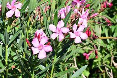 Yakın plan - güneşli yaz gününde bahçede çiçek açan güzel çiçeklerin görüntüsü