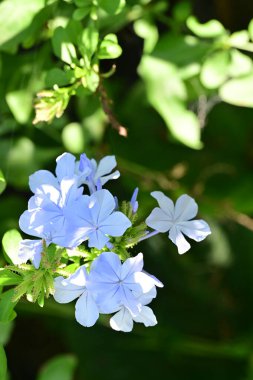 Yakın plan - güneşli yaz gününde bahçede çiçek açan güzel çiçeklerin görüntüsü