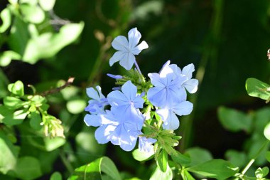 Yakın plan - güneşli yaz gününde bahçede çiçek açan güzel çiçeklerin görüntüsü