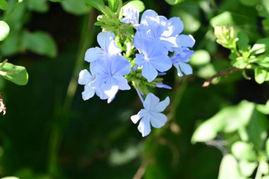 Yakın plan - güneşli yaz gününde bahçede çiçek açan güzel çiçeklerin görüntüsü