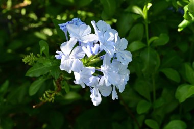 Yakın plan - güneşli yaz gününde bahçede çiçek açan güzel çiçeklerin görüntüsü