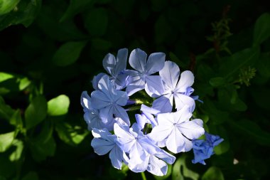 Yakın plan - güneşli yaz gününde bahçede çiçek açan güzel çiçeklerin görüntüsü