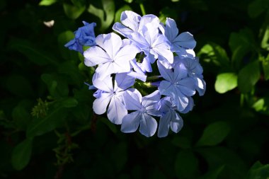 Yakın plan - güneşli yaz gününde bahçede çiçek açan güzel çiçeklerin görüntüsü