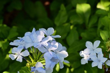 Yakın plan - güneşli yaz gününde bahçede çiçek açan güzel çiçeklerin görüntüsü