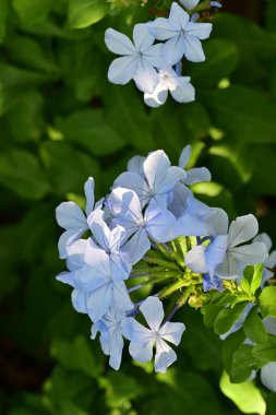 Yakın plan - güneşli yaz gününde bahçede çiçek açan güzel çiçeklerin görüntüsü