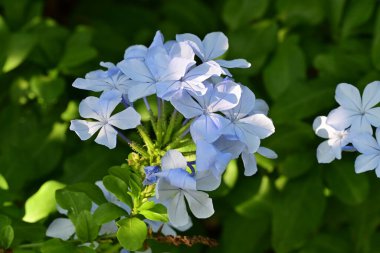 Yakın plan - güneşli yaz gününde bahçede çiçek açan güzel çiçeklerin görüntüsü
