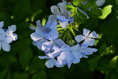 Yakın plan - güneşli yaz gününde bahçede çiçek açan güzel çiçeklerin görüntüsü