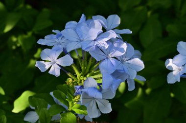Yakın plan - güneşli yaz gününde bahçede çiçek açan güzel çiçeklerin görüntüsü