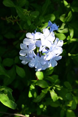 Yakın plan - güneşli yaz gününde bahçede çiçek açan güzel çiçeklerin görüntüsü