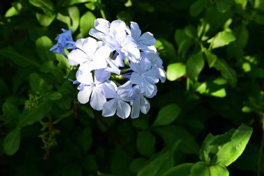 Yakın plan - güneşli yaz gününde bahçede çiçek açan güzel çiçeklerin görüntüsü