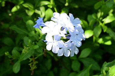 Yakın plan - güneşli yaz gününde bahçede çiçek açan güzel çiçeklerin görüntüsü