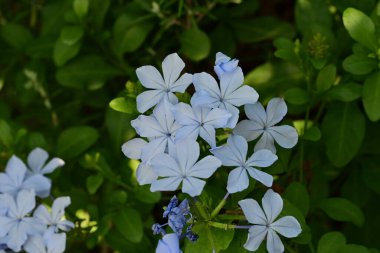 Yakın plan - güneşli yaz gününde bahçede çiçek açan güzel çiçeklerin görüntüsü