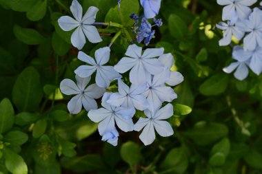 Yakın plan - güneşli yaz gününde bahçede çiçek açan güzel çiçeklerin görüntüsü