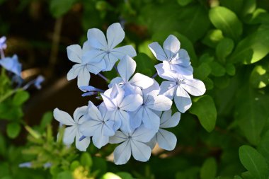 Yakın plan - güneşli yaz gününde bahçede çiçek açan güzel çiçeklerin görüntüsü