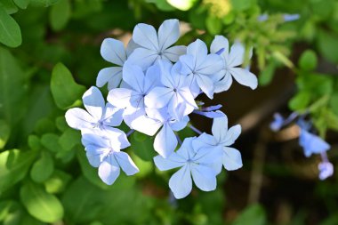 Yakın plan - güneşli yaz gününde bahçede çiçek açan güzel çiçeklerin görüntüsü