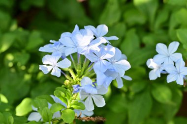 Yakın plan - güneşli yaz gününde bahçede çiçek açan güzel çiçeklerin görüntüsü