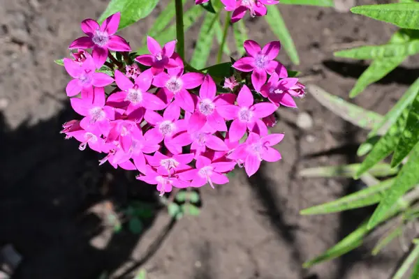 Yakın plan - güneşli yaz gününde bahçede çiçek açan güzel çiçeklerin görüntüsü