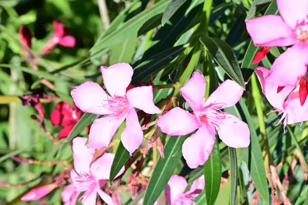 Yakın plan - güneşli yaz gününde bahçede çiçek açan güzel çiçeklerin görüntüsü