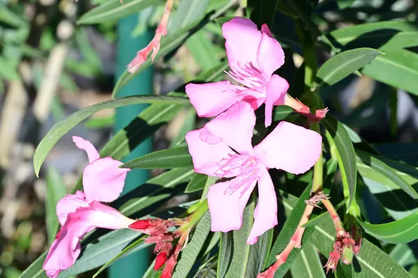 Yakın plan - güneşli yaz gününde bahçede çiçek açan güzel çiçeklerin görüntüsü