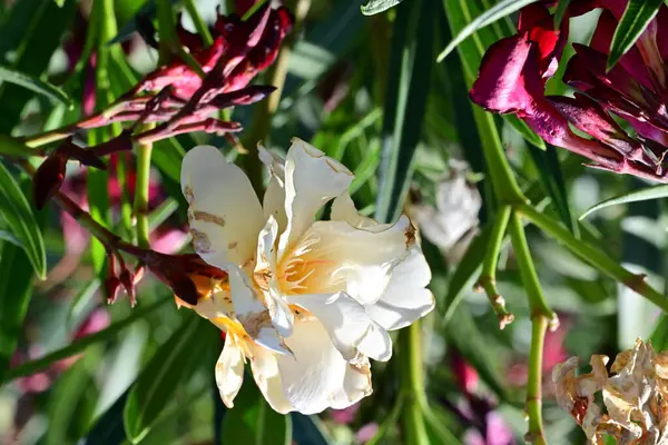 Yakın plan - güneşli yaz gününde bahçede çiçek açan güzel çiçeklerin görüntüsü