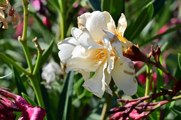 Yakın plan - güneşli yaz gününde bahçede çiçek açan güzel çiçeklerin görüntüsü