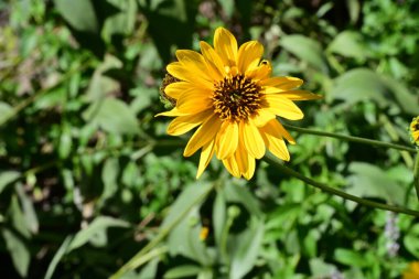 Yakın plan - güneşli yaz gününde bahçede çiçek açan güzel çiçeklerin görüntüsü