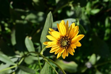 Yakın plan - güneşli yaz gününde bahçede çiçek açan güzel çiçeklerin görüntüsü