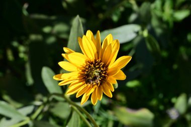 Yakın plan - güneşli yaz gününde bahçede çiçek açan güzel çiçeklerin görüntüsü