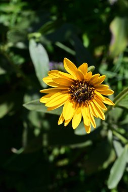 Yakın plan - güneşli yaz gününde bahçede çiçek açan güzel çiçeklerin görüntüsü 
