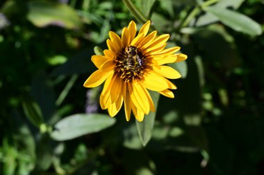 Yakın plan - güneşli yaz gününde bahçede çiçek açan güzel çiçeklerin görüntüsü 