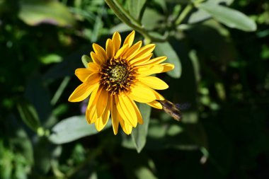 Yakın plan - güneşli yaz gününde bahçede çiçek açan güzel çiçeklerin görüntüsü 