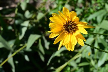 Yakın plan - güneşli yaz gününde bahçede çiçek açan güzel çiçeklerin görüntüsü 