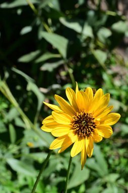 Yakın plan - güneşli yaz gününde bahçede çiçek açan güzel çiçeklerin görüntüsü 