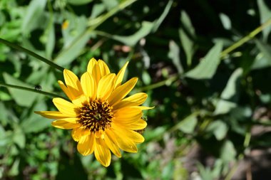 Yakın plan - güneşli yaz gününde bahçede çiçek açan güzel çiçeklerin görüntüsü 
