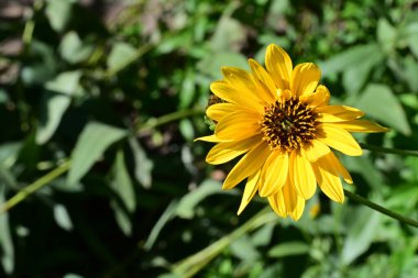 Yakın plan - güneşli yaz gününde bahçede çiçek açan güzel çiçeklerin görüntüsü 