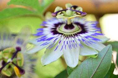 Yakın plan - güneşli yaz gününde bahçede çiçek açan güzel çiçeklerin görüntüsü 