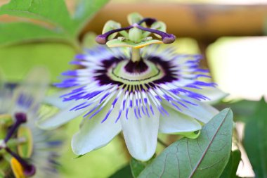 Yakın plan - güneşli yaz gününde bahçede çiçek açan güzel çiçeklerin görüntüsü 