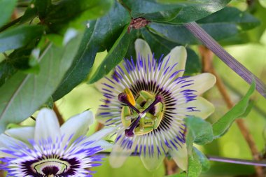 Yakın plan - güneşli yaz gününde bahçede çiçek açan güzel çiçeklerin görüntüsü 