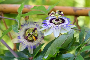 Yakın plan - güneşli yaz gününde bahçede çiçek açan güzel çiçeklerin görüntüsü 