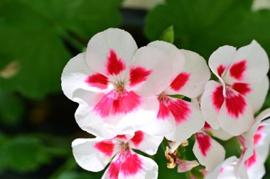 Yakın plan - güneşli yaz gününde bahçede çiçek açan güzel çiçeklerin görüntüsü 