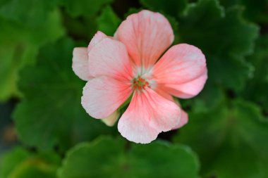 Yakın plan - güneşli yaz gününde bahçede çiçek açan güzel çiçeklerin görüntüsü 