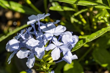Yakın plan - güneşli yaz gününde bahçede çiçek açan güzel çiçeklerin görüntüsü 