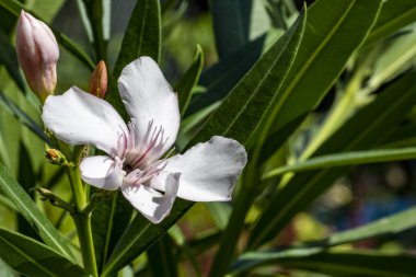 Yakın plan - güneşli yaz gününde bahçede çiçek açan güzel çiçeklerin görüntüsü 