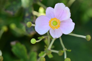 Yakın plan - güneşli yaz gününde bahçede çiçek açan güzel çiçeklerin görüntüsü 