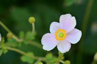 Yakın plan - güneşli yaz gününde bahçede çiçek açan güzel çiçeklerin görüntüsü 