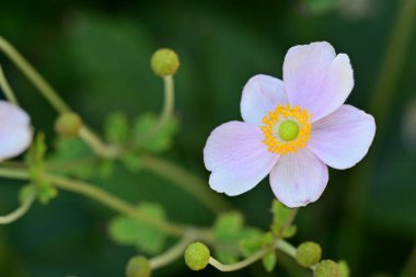 Yakın plan - güneşli yaz gününde bahçede çiçek açan güzel çiçeklerin görüntüsü 