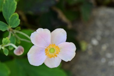 Yakın plan - güneşli yaz gününde bahçede çiçek açan güzel çiçeklerin görüntüsü 