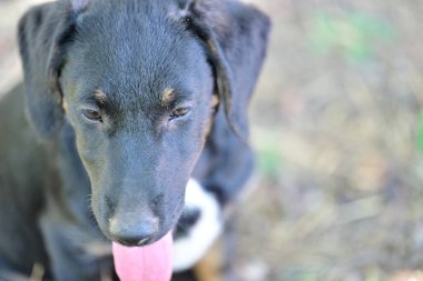 Siyah beyaz bir köpeğin portresi..