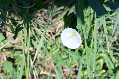 Yakın plan - güneşli yaz gününde bahçede çiçek açan güzel çiçeklerin görüntüsü 