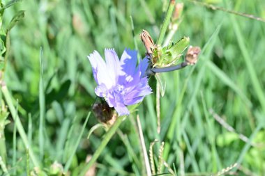 Yakın plan - güneşli yaz gününde bahçede çiçek açan güzel çiçeklerin görüntüsü 